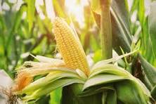 Corn