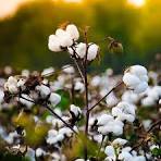 Cotton