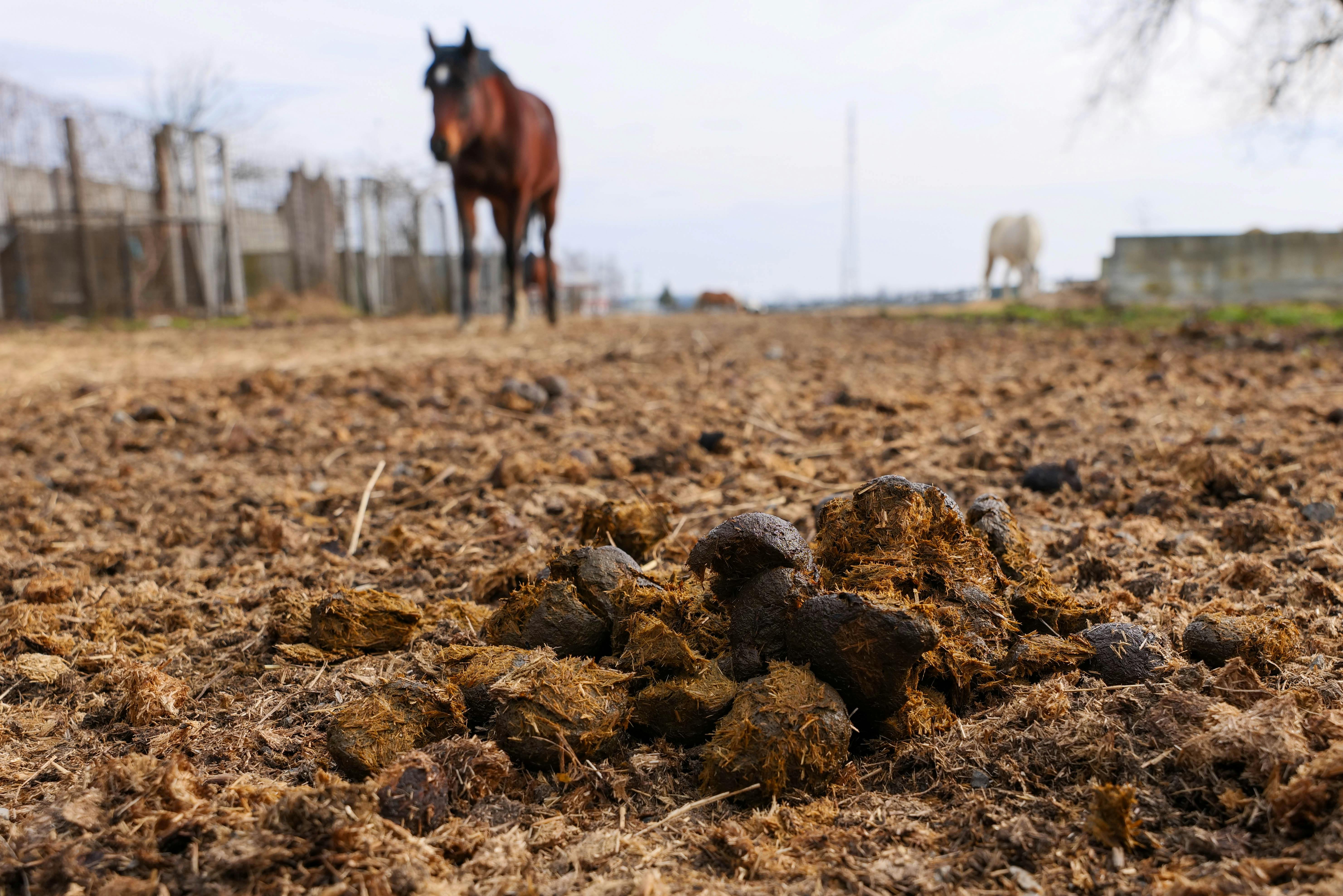 Livestock Manure