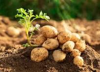 Potato