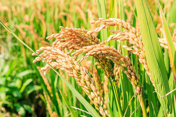 Rice