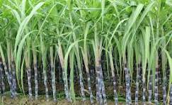 Sugarcane