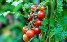 Tomato