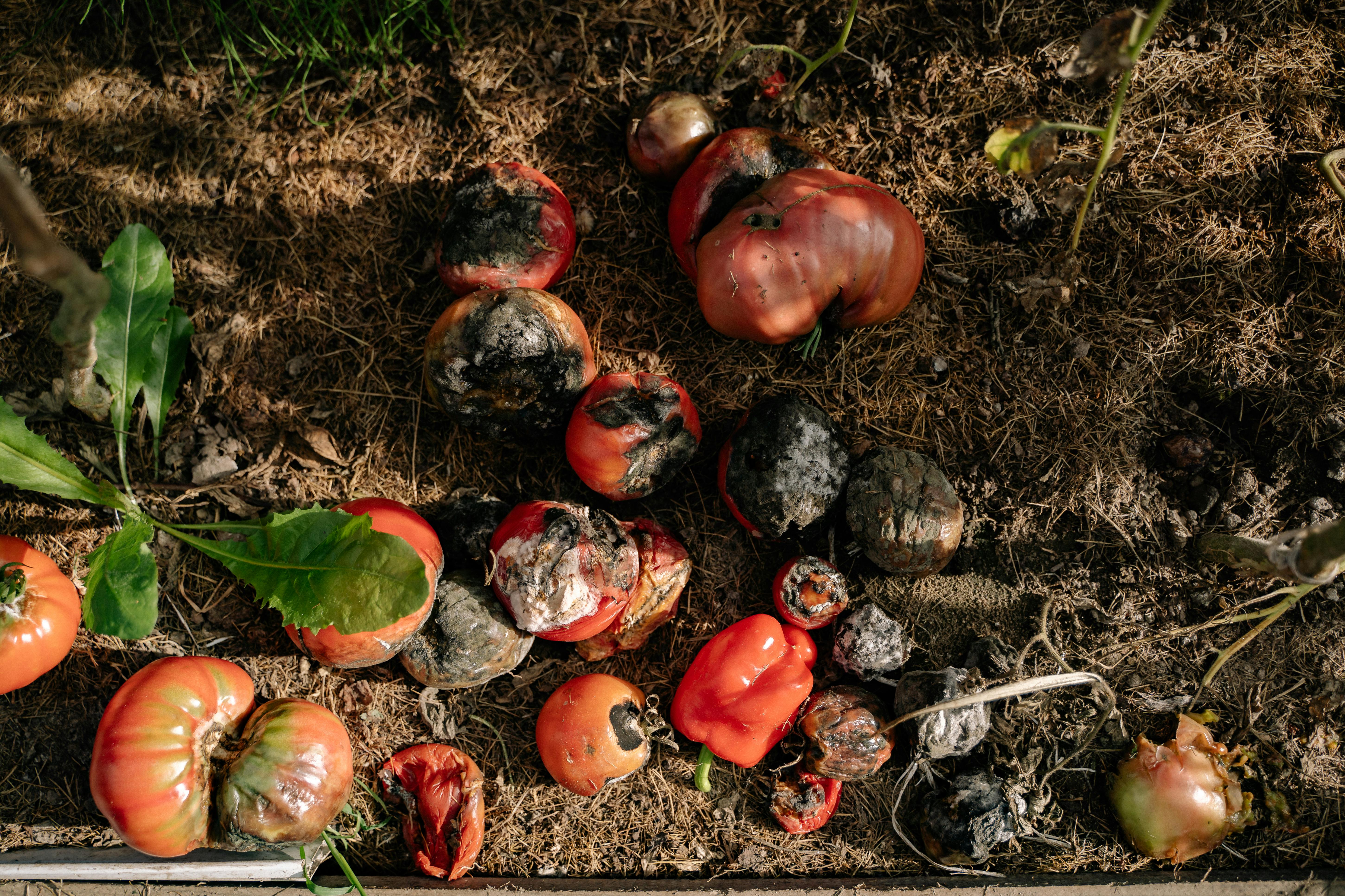Agricultural Waste